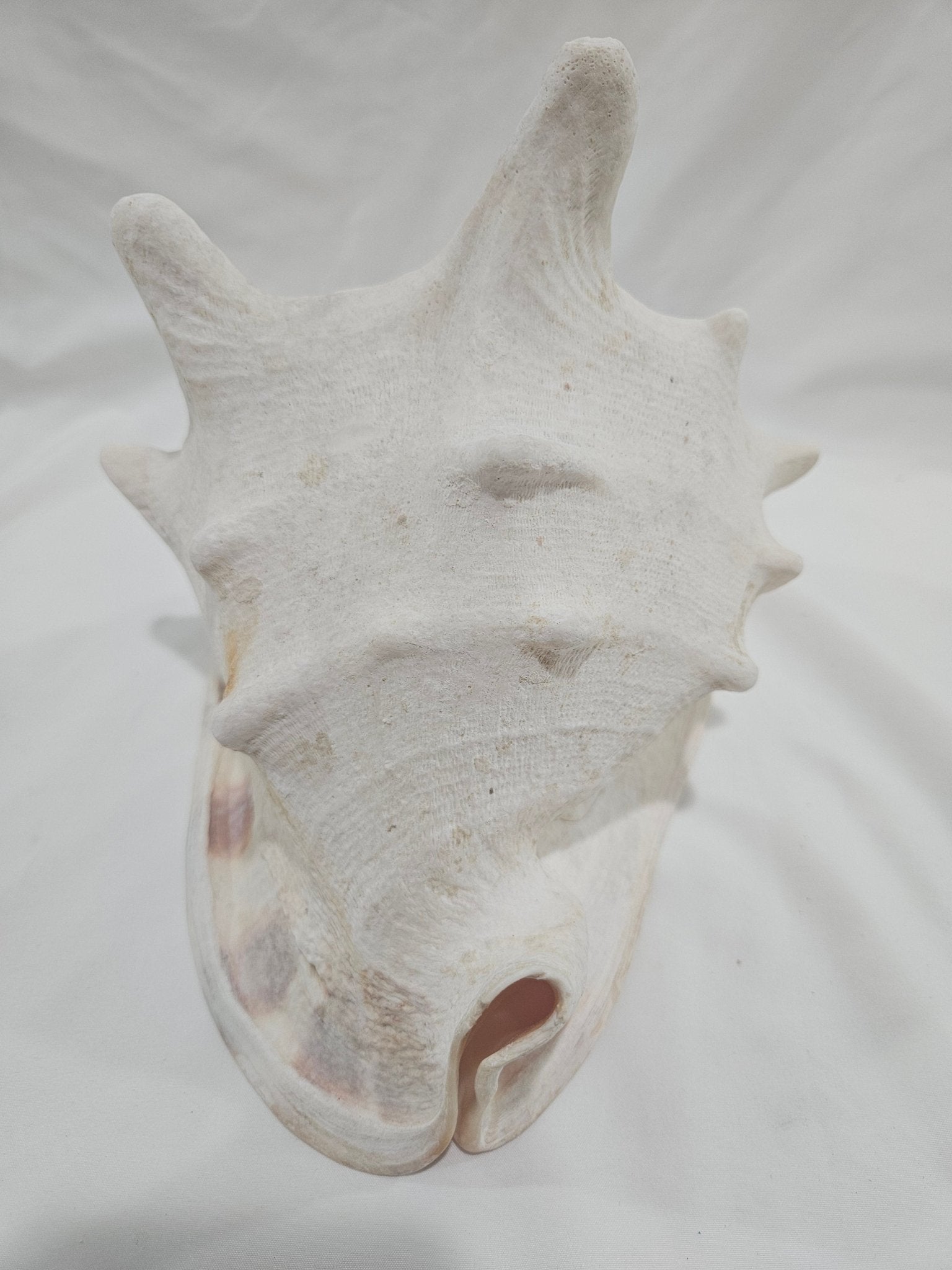 Cassis Cornuta Yellow Helmet Shell – Large Coastal Display Piece (9")