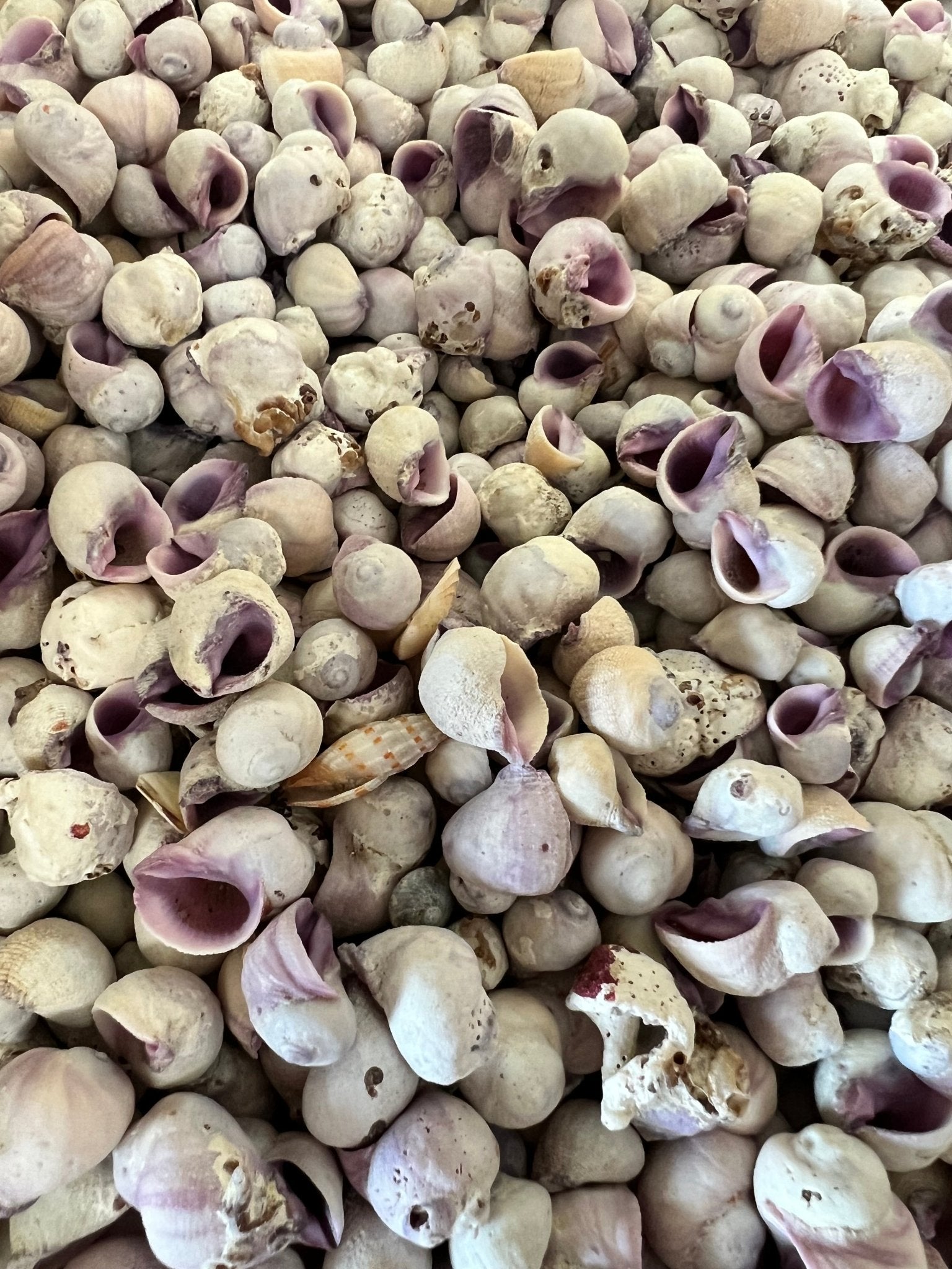 Cebu Beauty- Coralliophila neritoidea- Purple Crafting Seashells