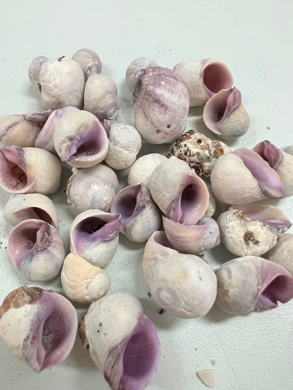 Cebu Beauty- Coralliophila neritoidea- Purple Crafting Seashells