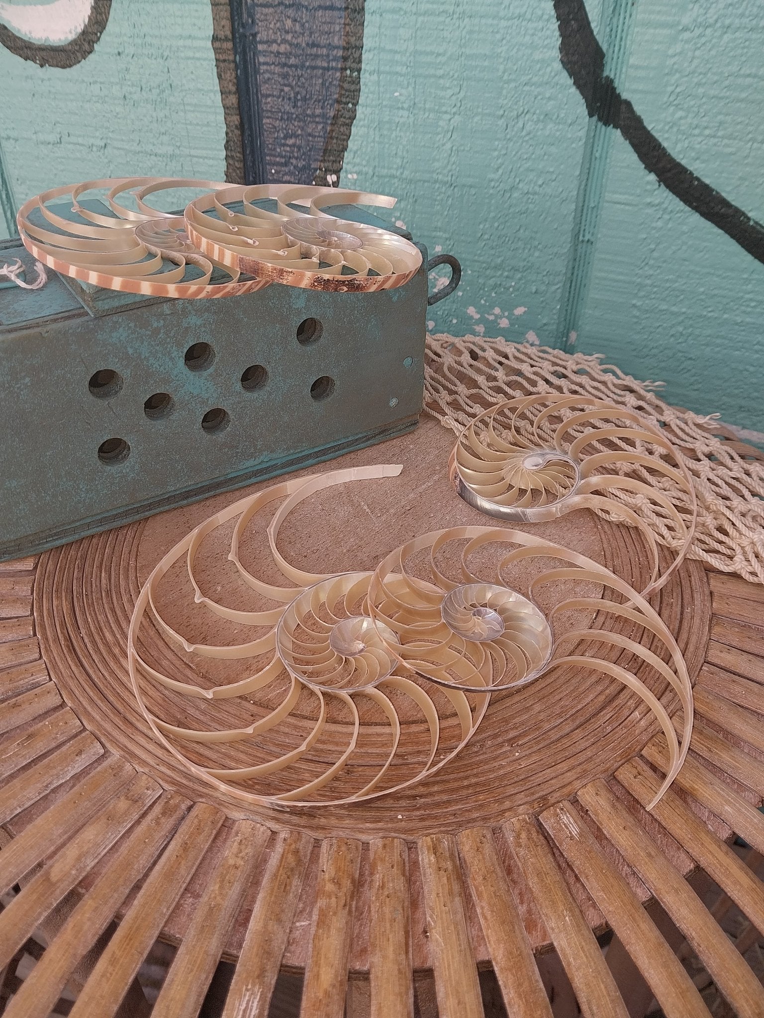 Center Sliced Tiger Nautilus Shells