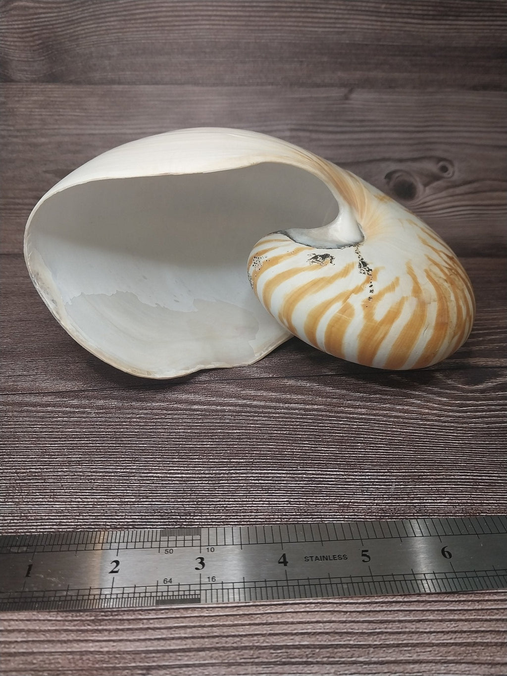 Chambered Tiger Nautilus Shell 7.5"x6"x3.5" | Striped Coastal Display Shell
