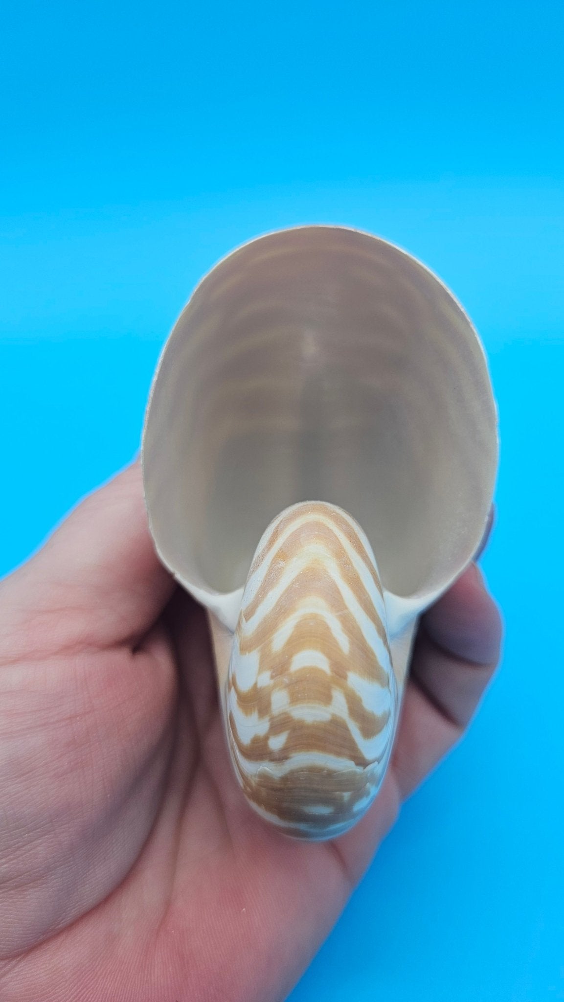 Chambered Tiger Nautilus Shell – Striking Natural Ocean Decor 3" (Nautilus pompilius)