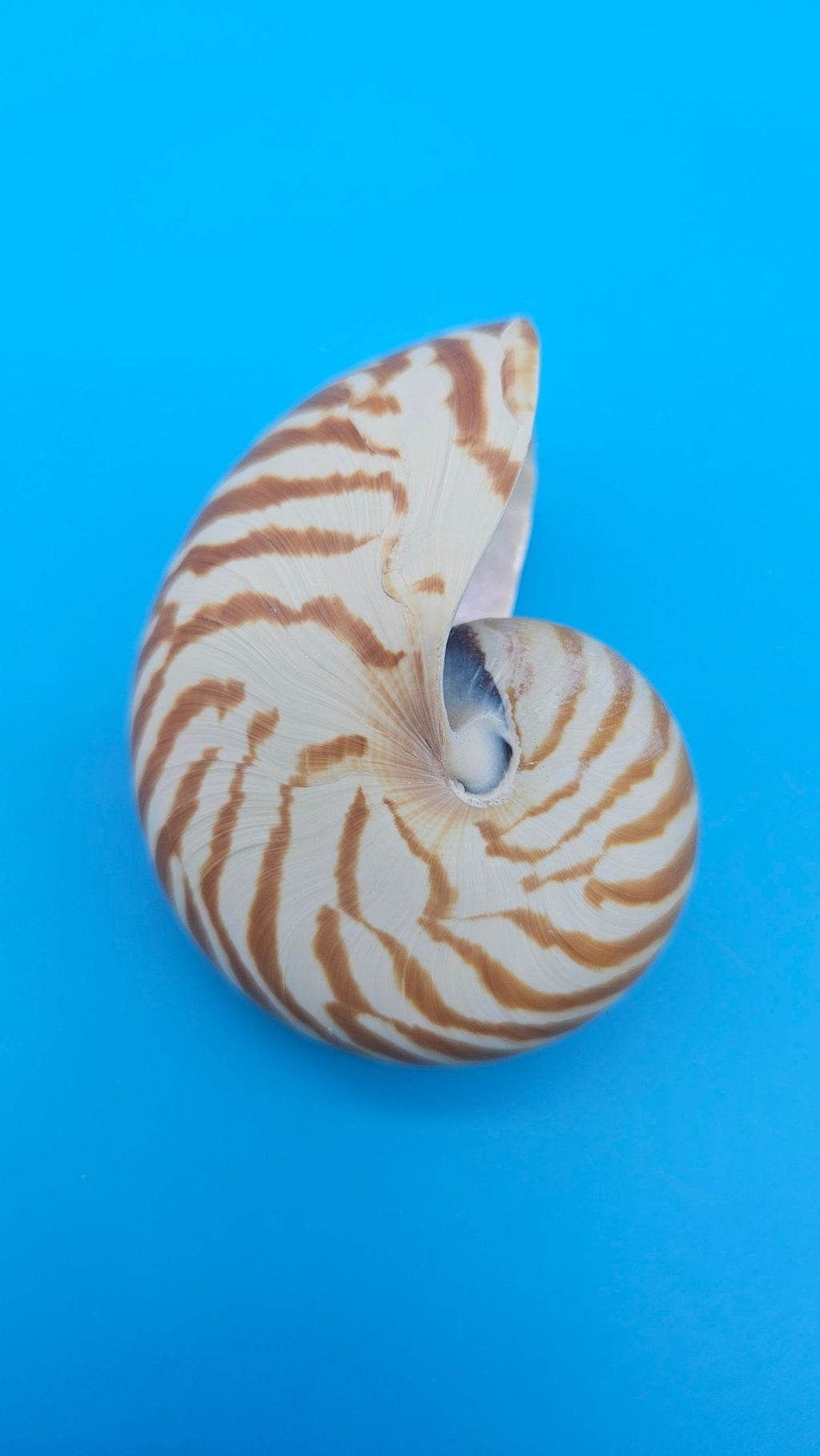 Chambered Tiger Nautilus Shell – Striking Natural Ocean Decor 3" (Nautilus pompilius)