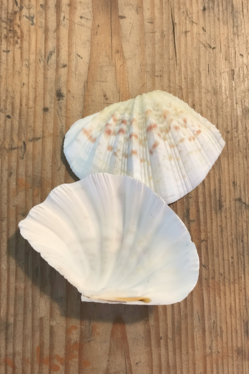 China Clam Shell Pairs (Hippopus porcellanus)