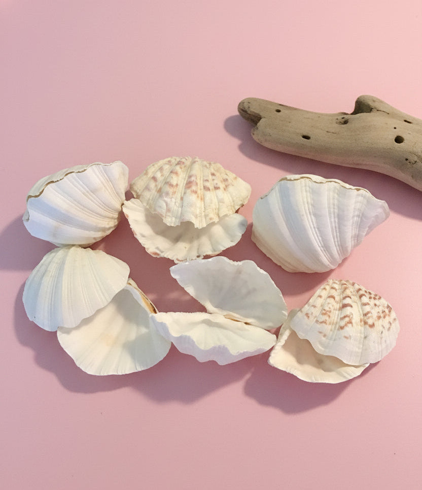 China Clam Shell Pairs (Hippopus porcellanus)