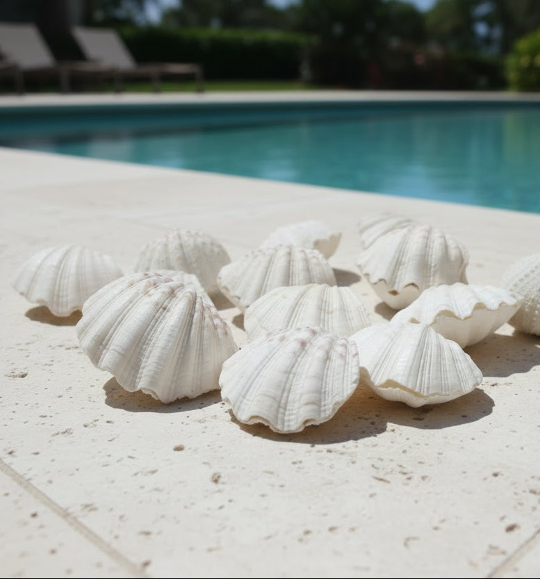 China Clam Shell Pairs (Hippopus porcellanus)