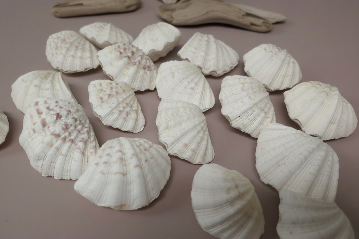 China Clam Shell Pairs (Hippopus porcellanus)