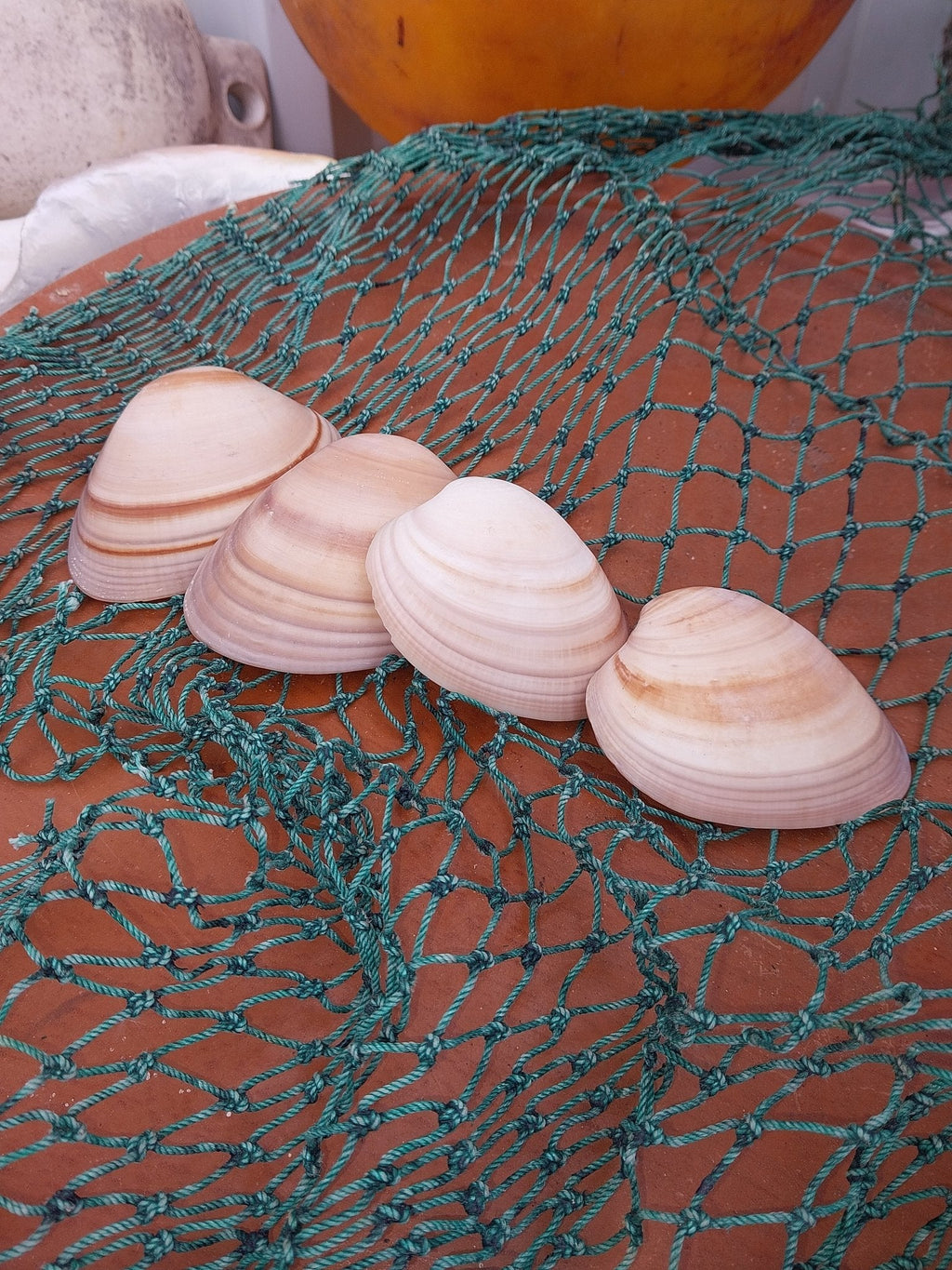 Chocolate Clam Shells