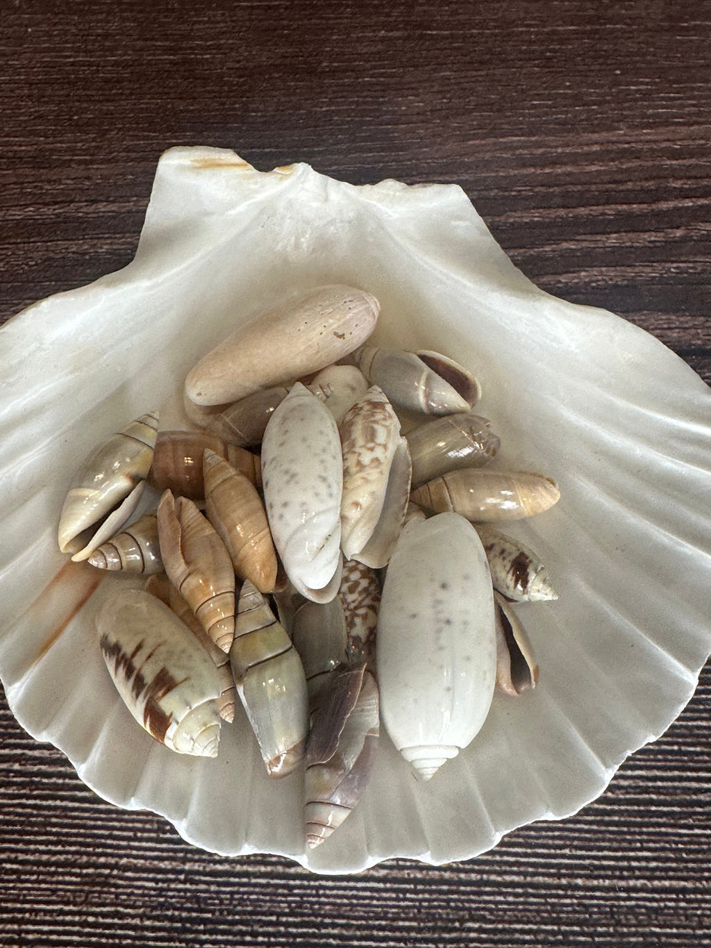 Assorted Olive Shells