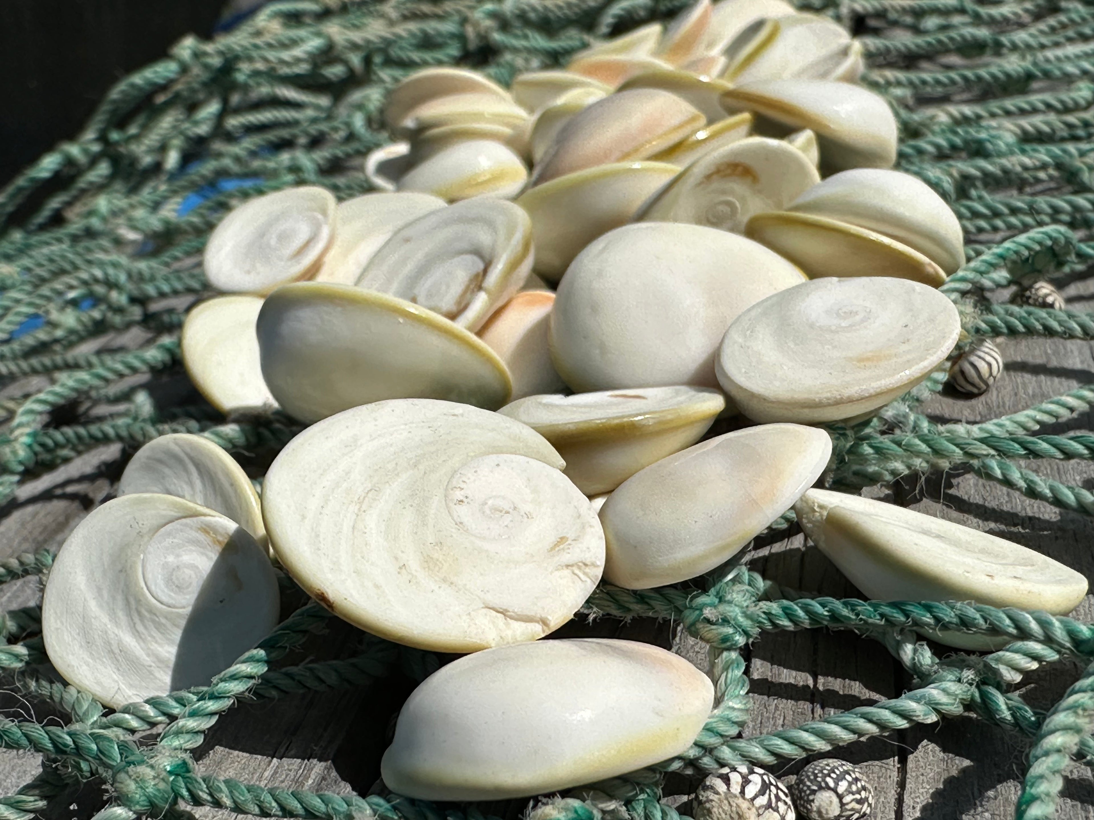 White Cats Eye Operculum Eye of Shiva Shell