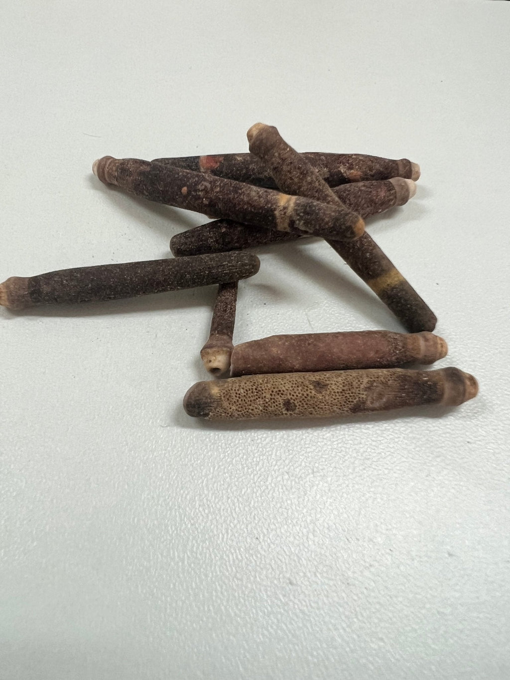 Club Urchin Spine