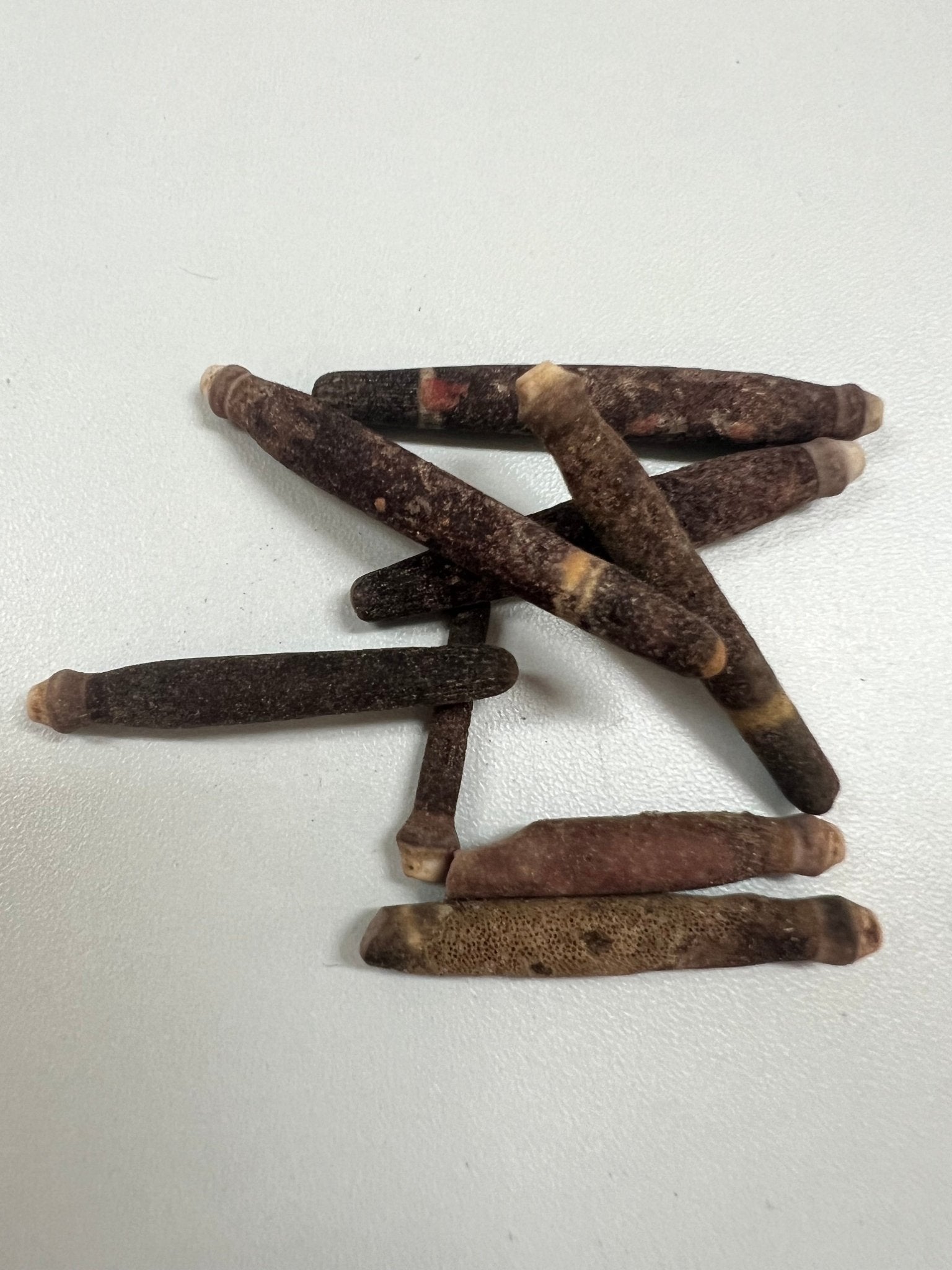 Club Urchin Spine