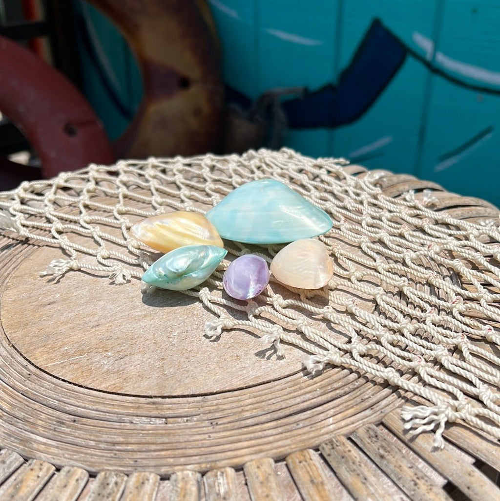 Polished Colored Rainbow Pastel Clam Shell Pairs