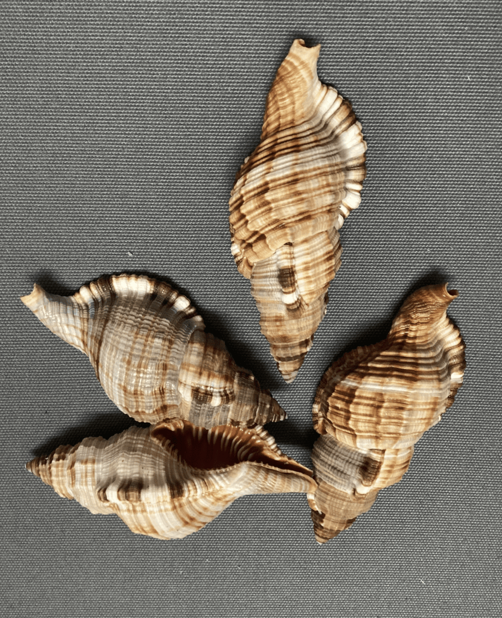 Common Triton Shell CYMATIUM PILEARE