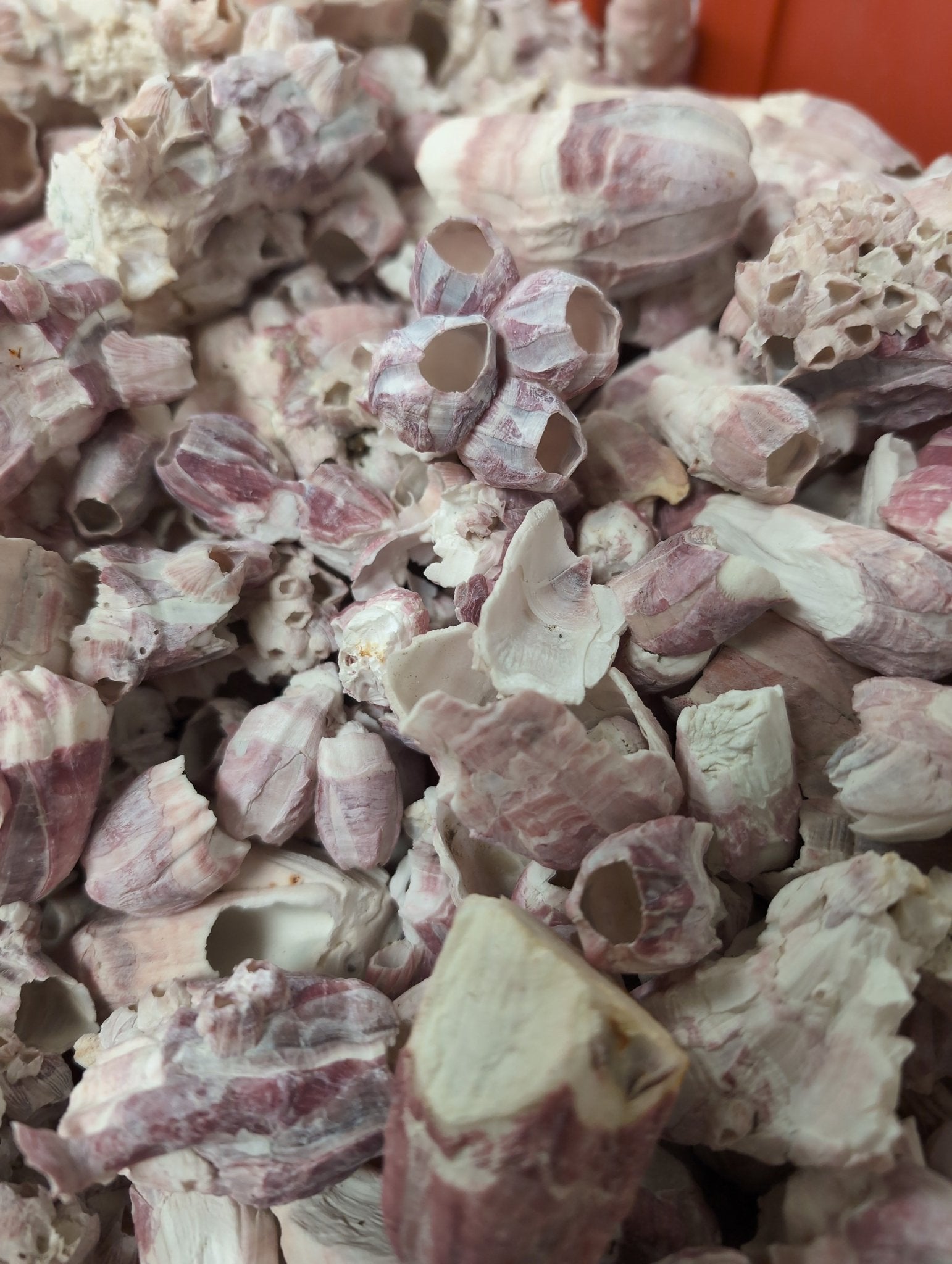 Crafting Barnacle Shells– Gulf Coast