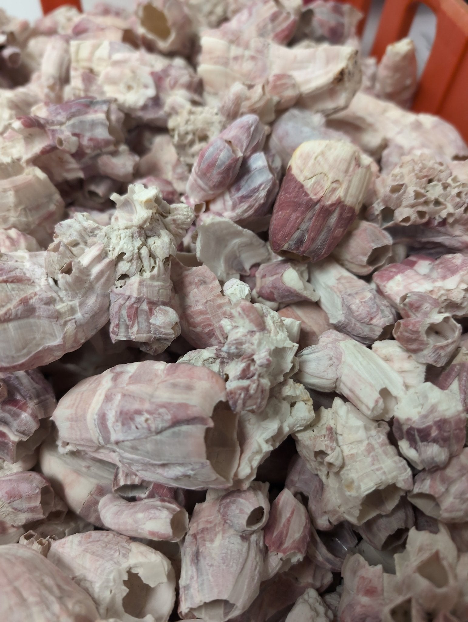 Crafting Barnacle Shells– Gulf Coast