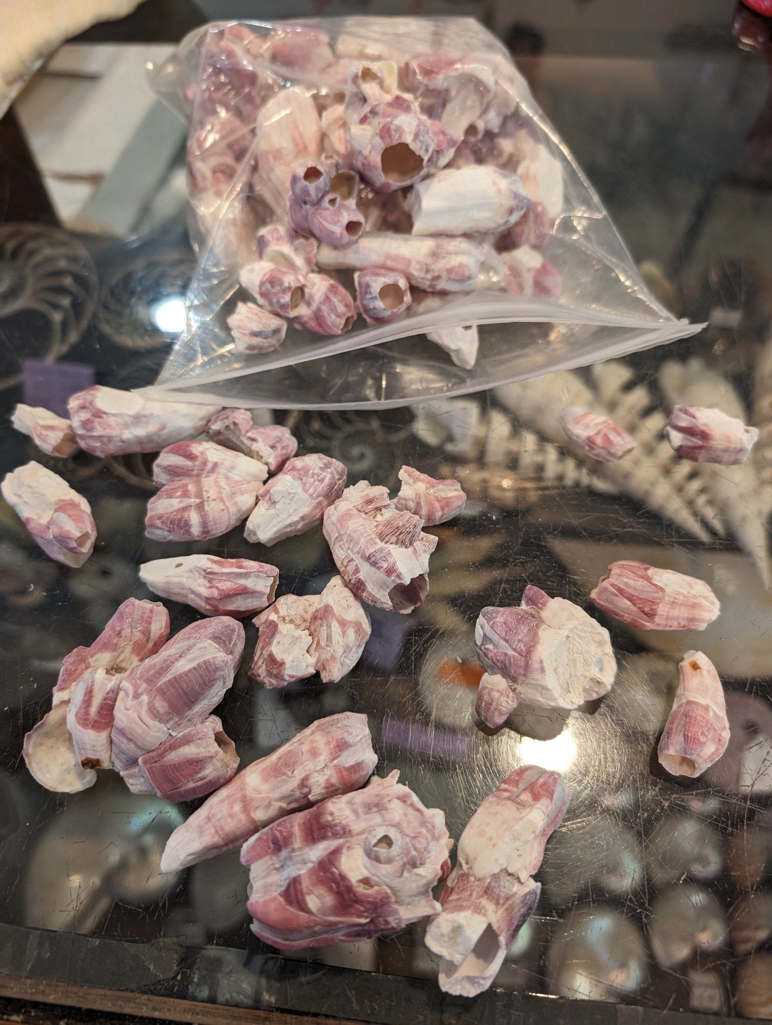 Crafting Barnacle Shells– Gulf Coast
