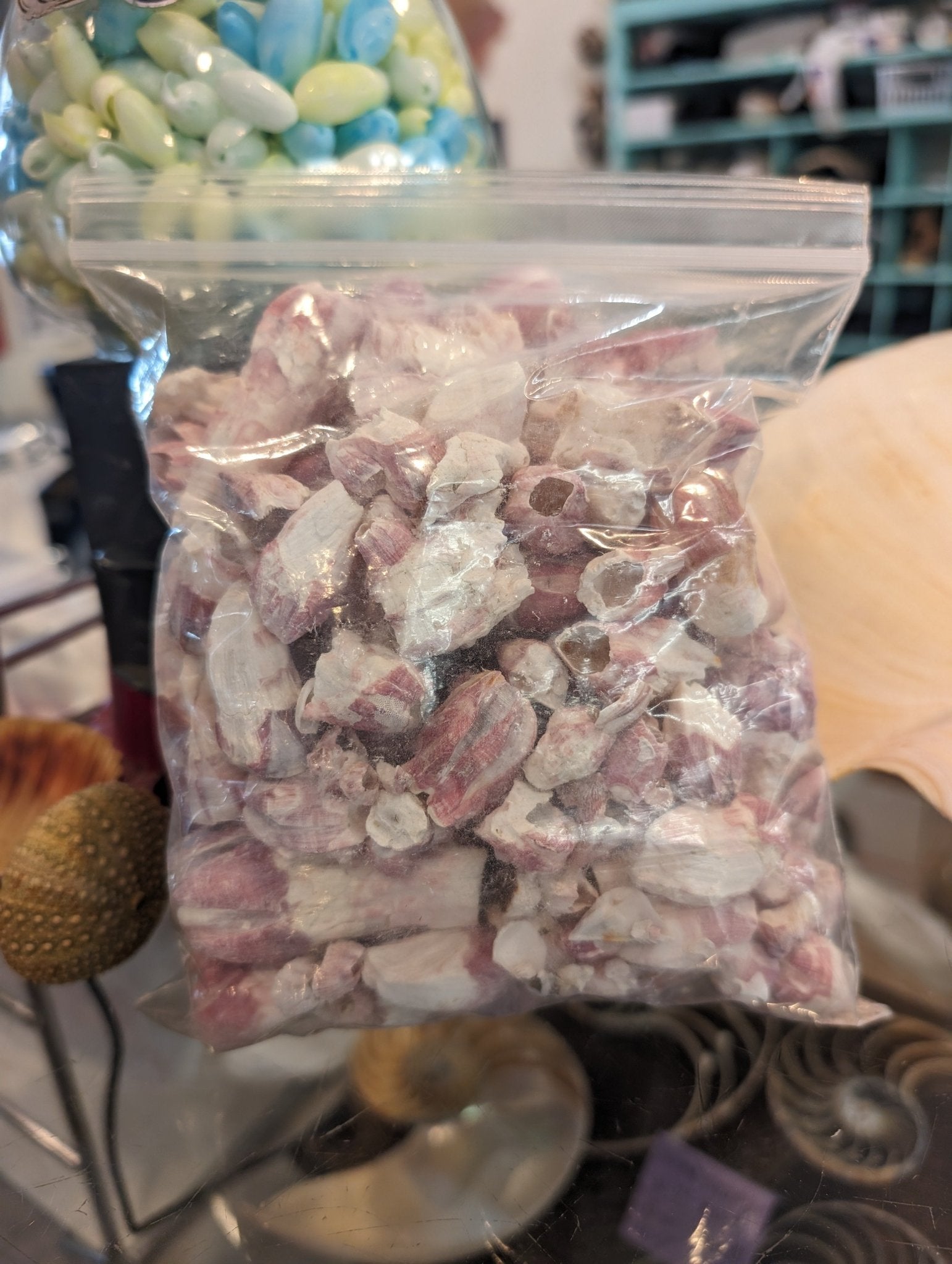 Crafting Barnacle Shells– Gulf Coast