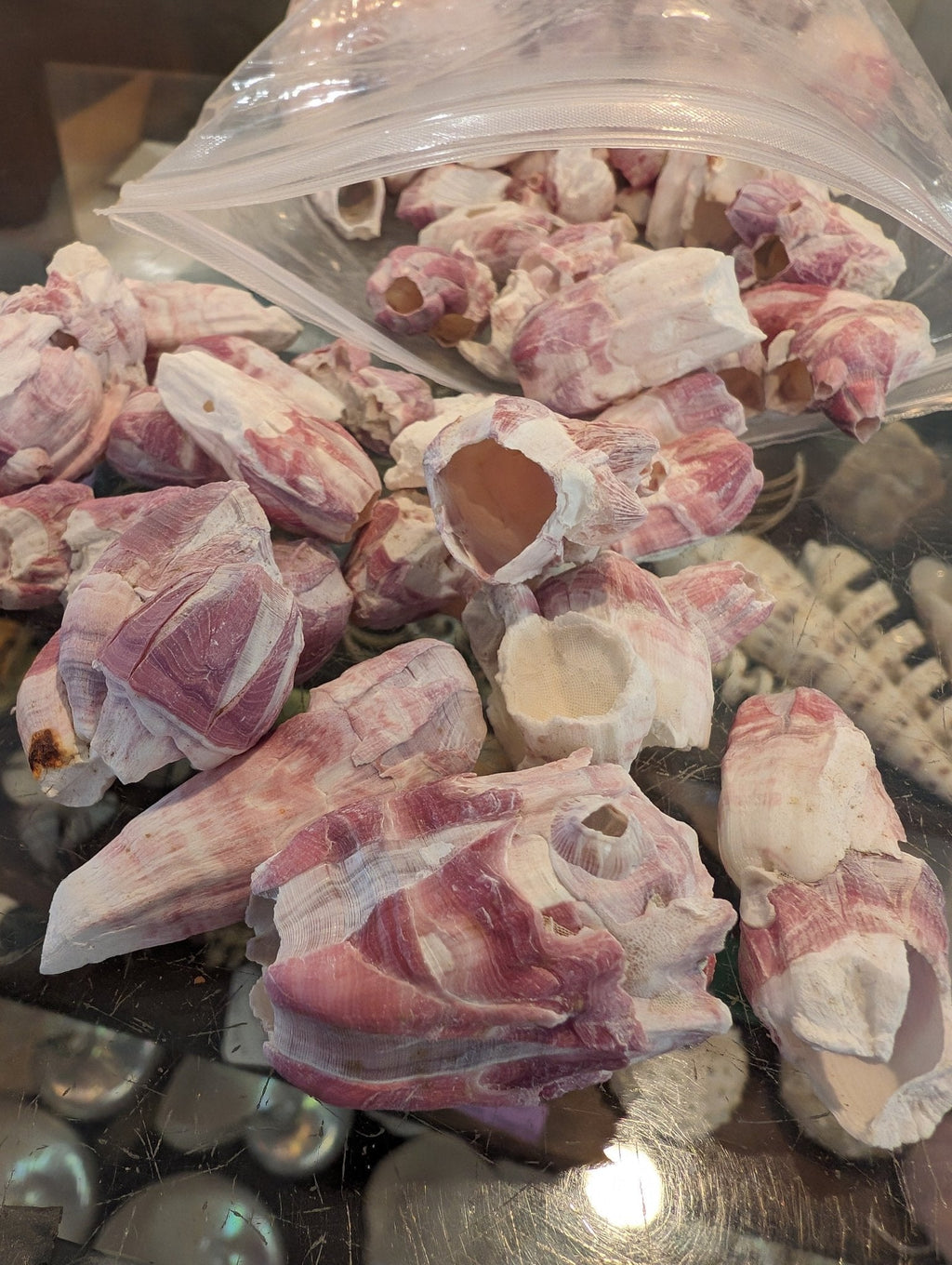 Crafting Barnacle Shells– Gulf Coast