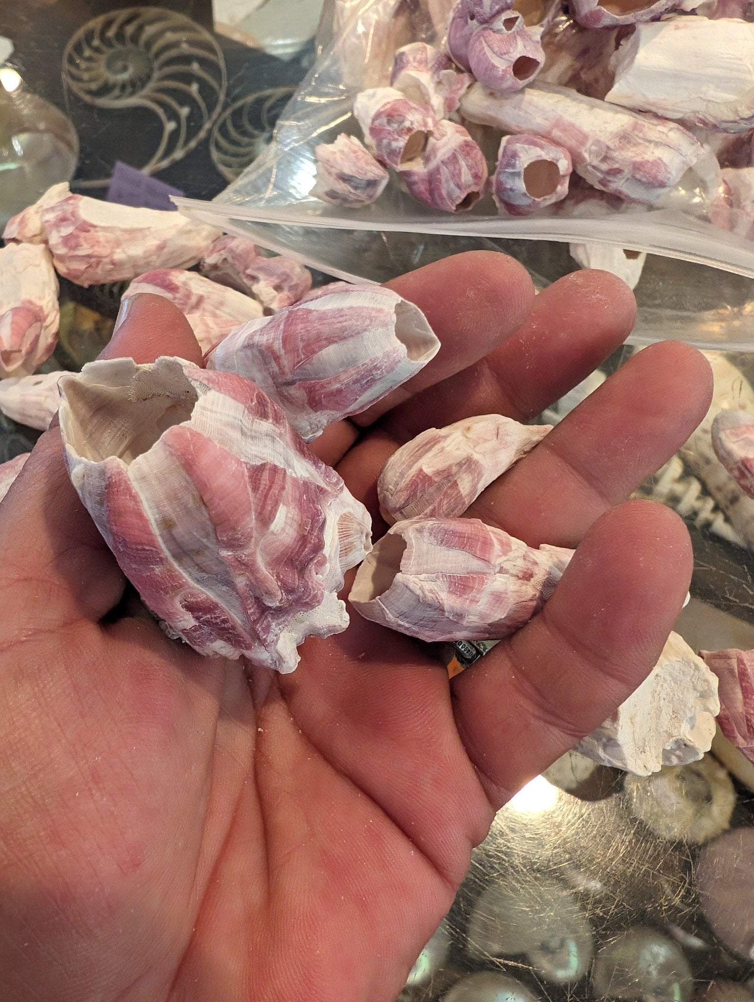 Crafting Barnacle Shells– Gulf Coast