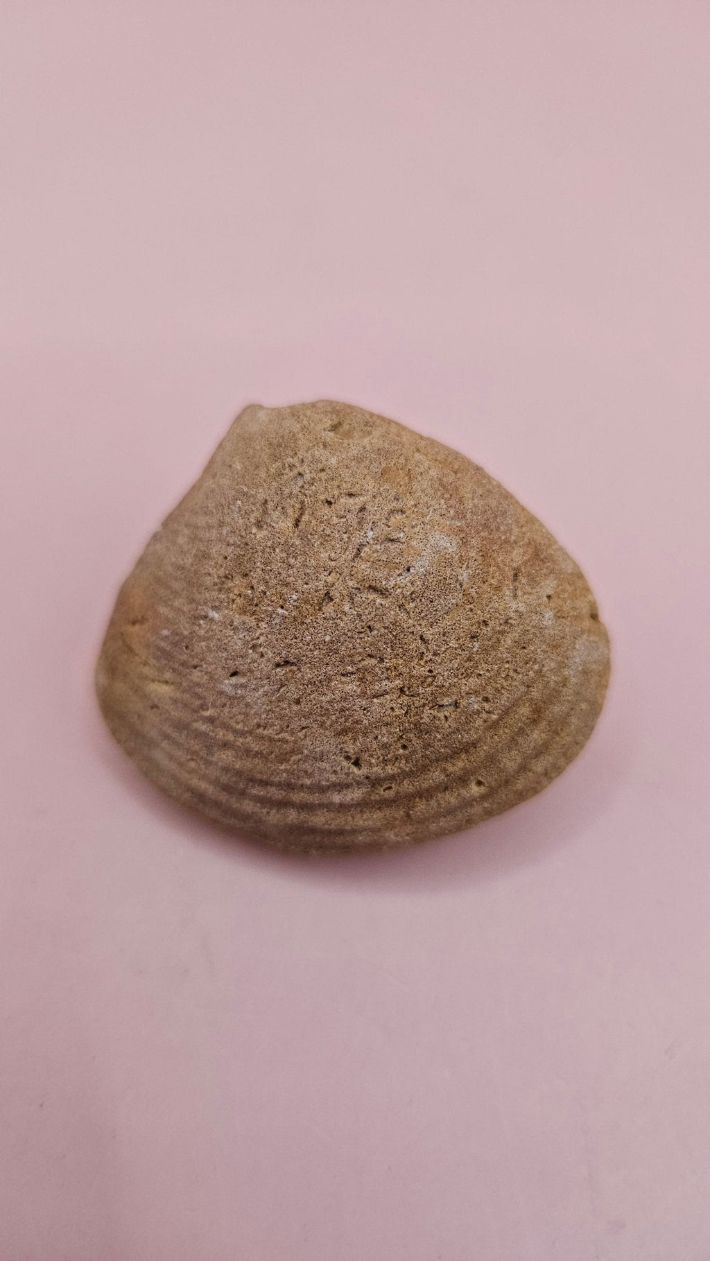 Cretaceous Era Bivalve Fossil | Natural Earth Tone Shell | Ancient Ocean Display