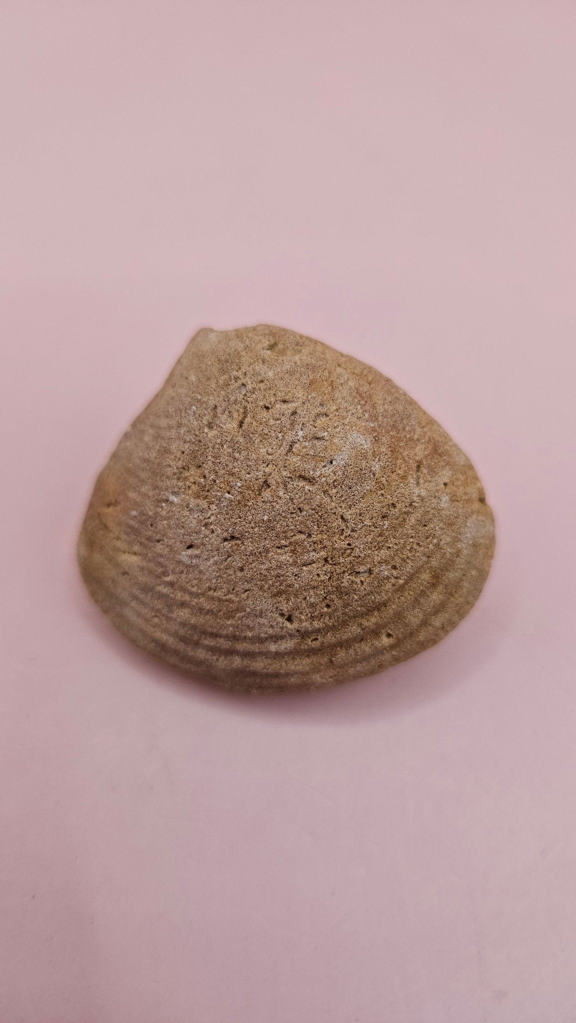 Cretaceous Era Bivalve Fossil | Natural Earth Tone Shell | Ancient Ocean Display