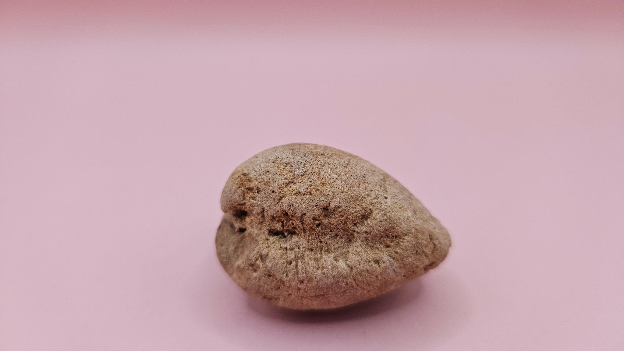 Cretaceous Era Bivalve Fossil | Natural Earth Tone Shell | Ancient Ocean Display