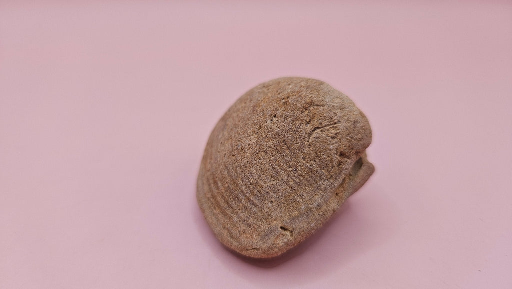 Cretaceous Era Bivalve Fossil | Natural Earth Tone Shell | Ancient Ocean Display