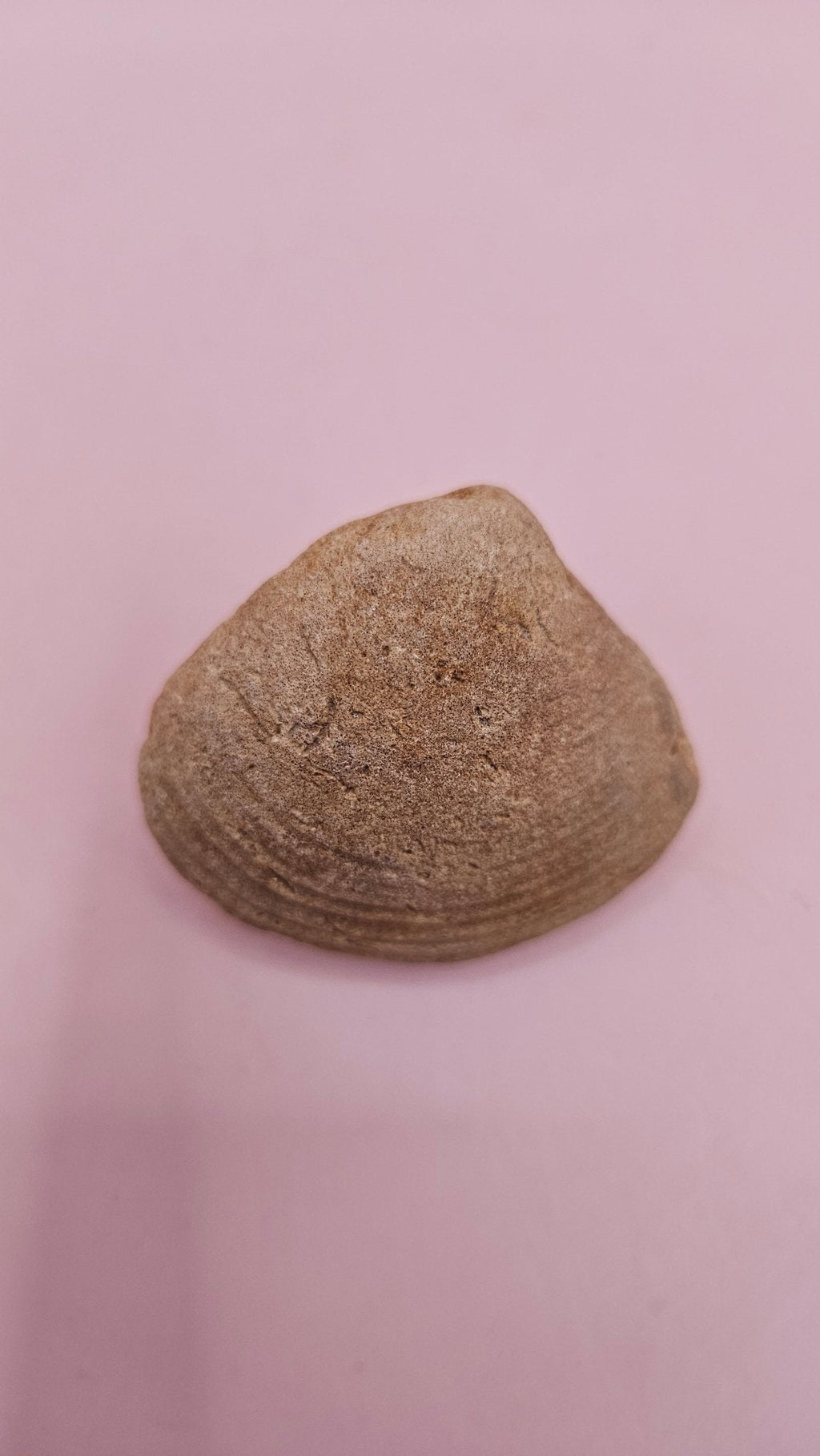 Cretaceous Era Bivalve Fossil | Natural Earth Tone Shell | Ancient Ocean Display
