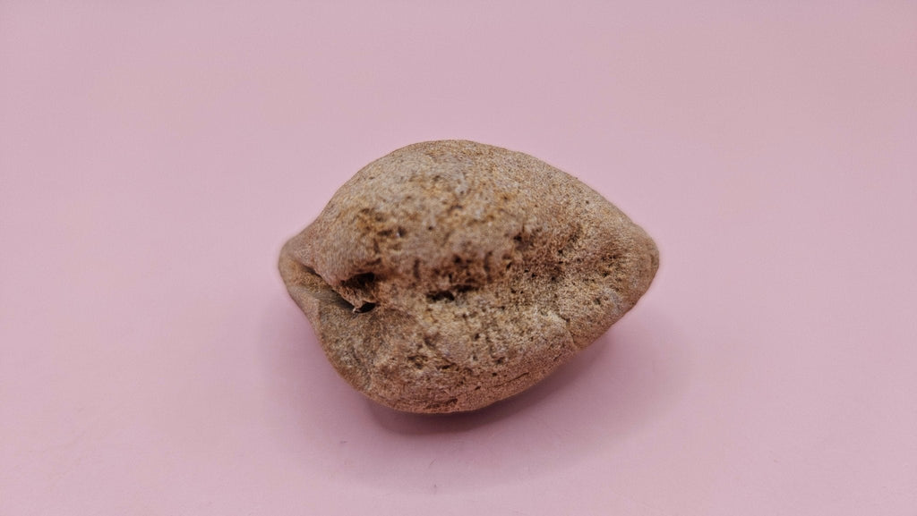 Cretaceous Era Bivalve Fossil | Natural Earth Tone Shell | Ancient Ocean Display