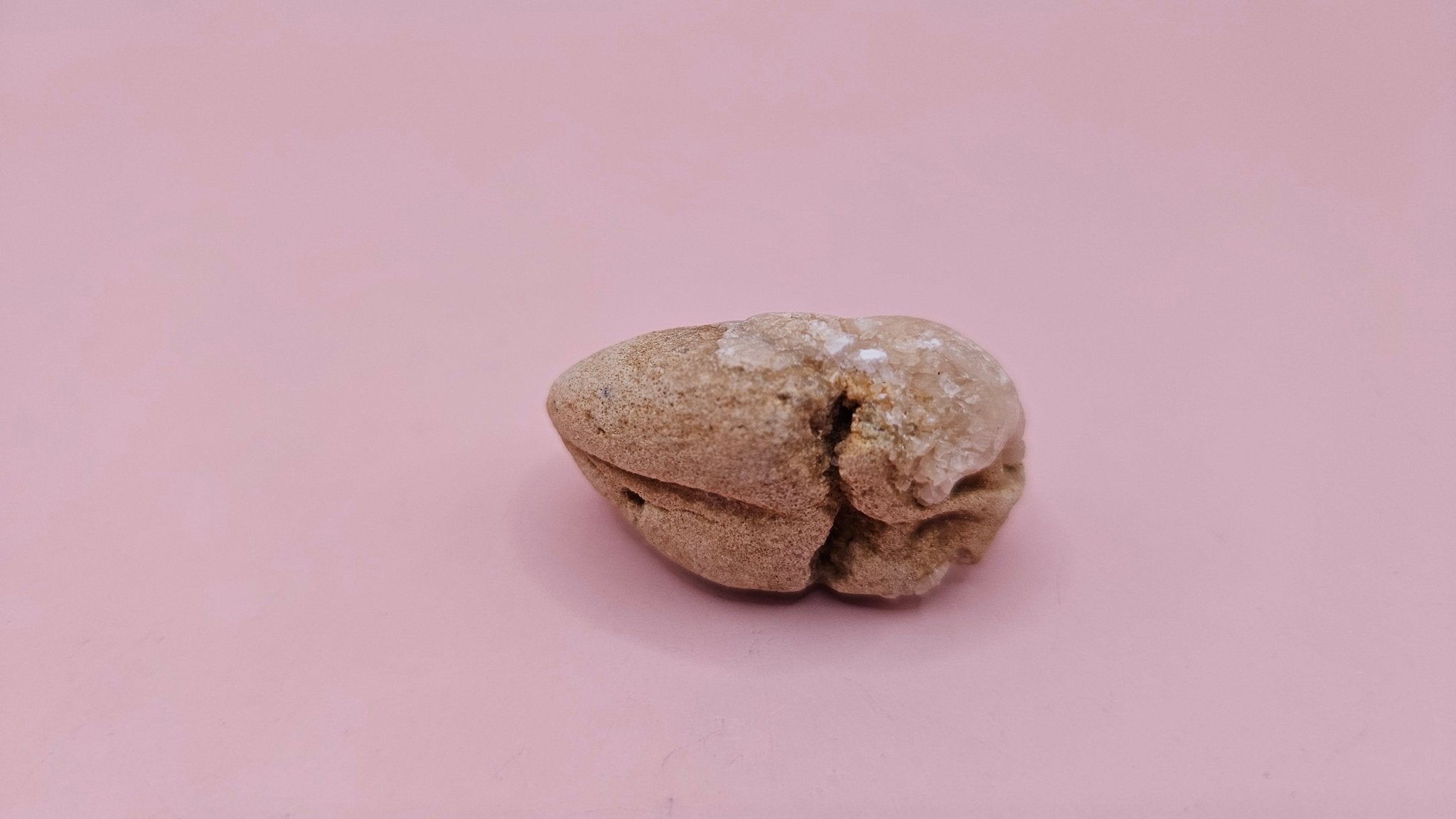 Cretaceous Fossil Clam with Quartz Crystal | Ancient Marine Shell Displa