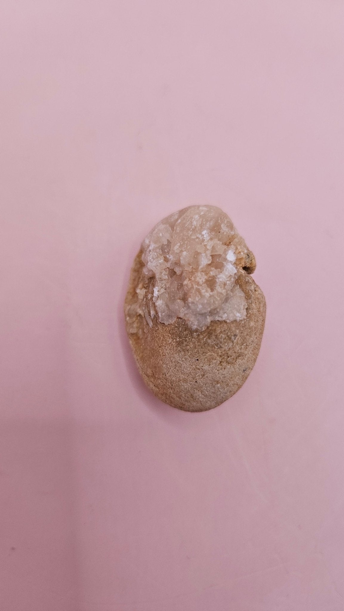 Cretaceous Fossil Clam with Quartz Crystal | Ancient Marine Shell Displa