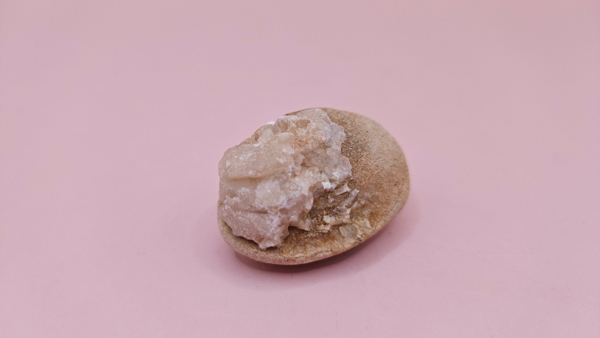 Cretaceous Fossil Clam with Quartz Crystal | Ancient Marine Shell Displa