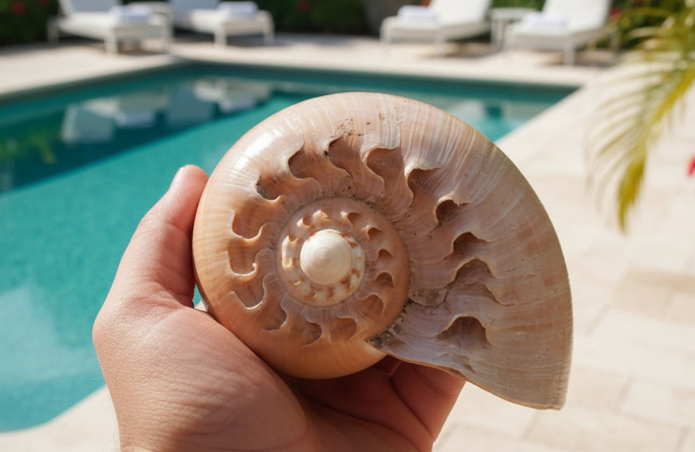 Crowned Baler Melon Shell VOLUTA DIADEMA