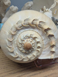 Crowned Baler Melon Shell VOLUTA DIADEMA