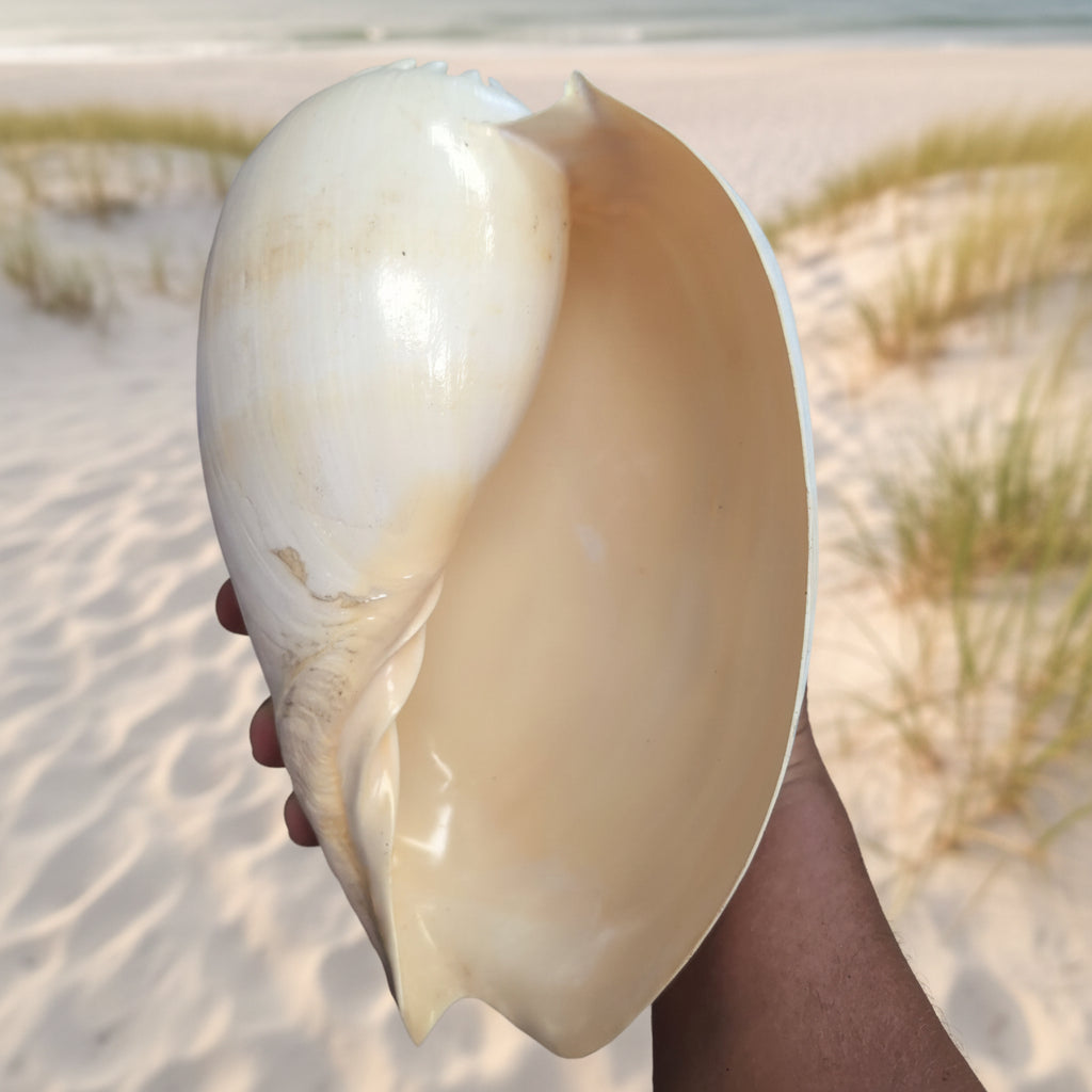 Crowned Baler Melon Shell VOLUTA DIADEMA