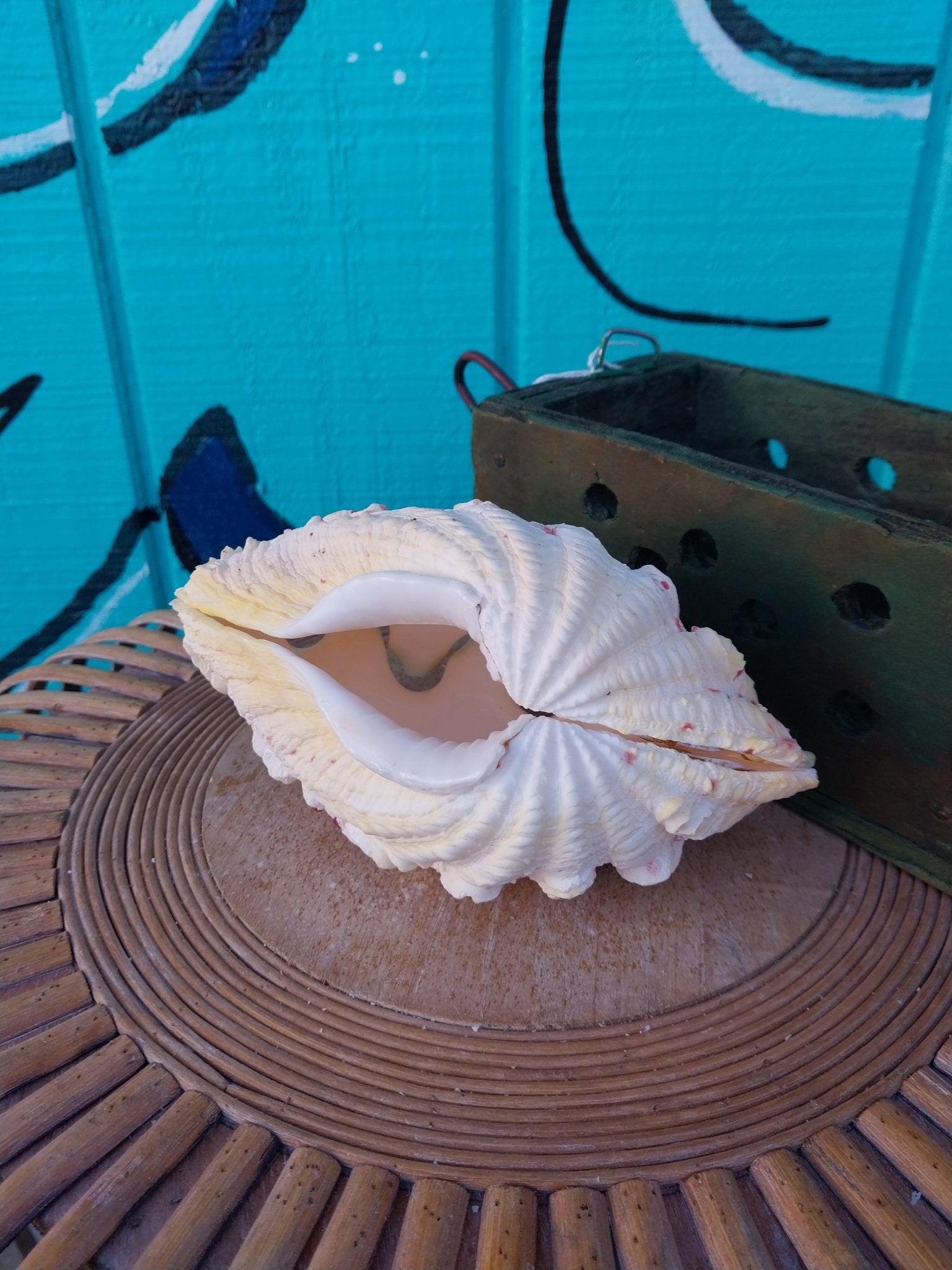 Derasa Clam Pairs