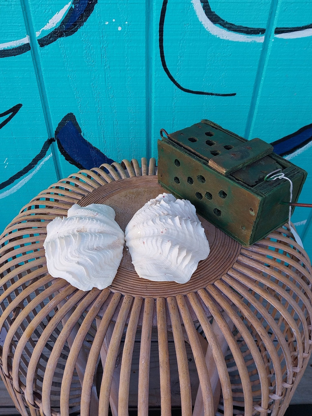 Derasa Clam Pairs