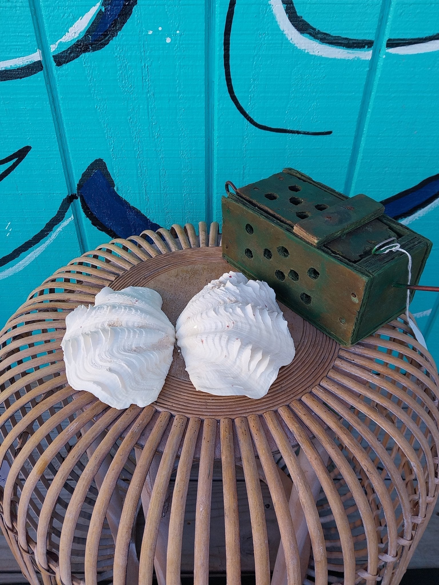 Derasa Clam Pairs