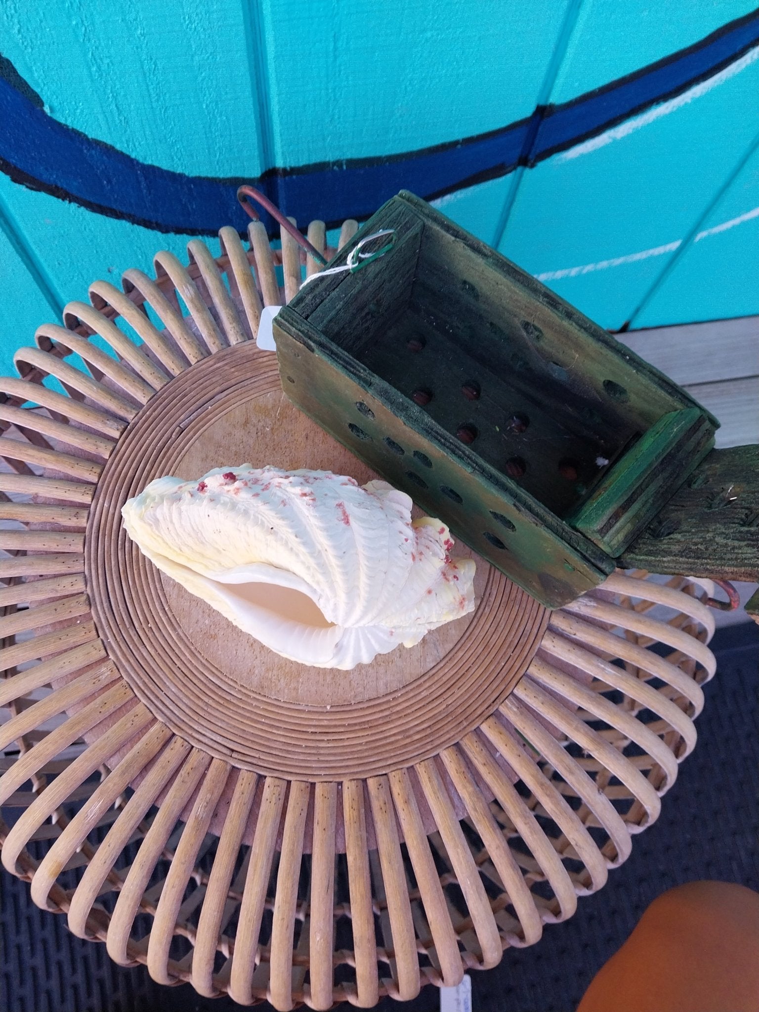 Derasa Clam Pairs