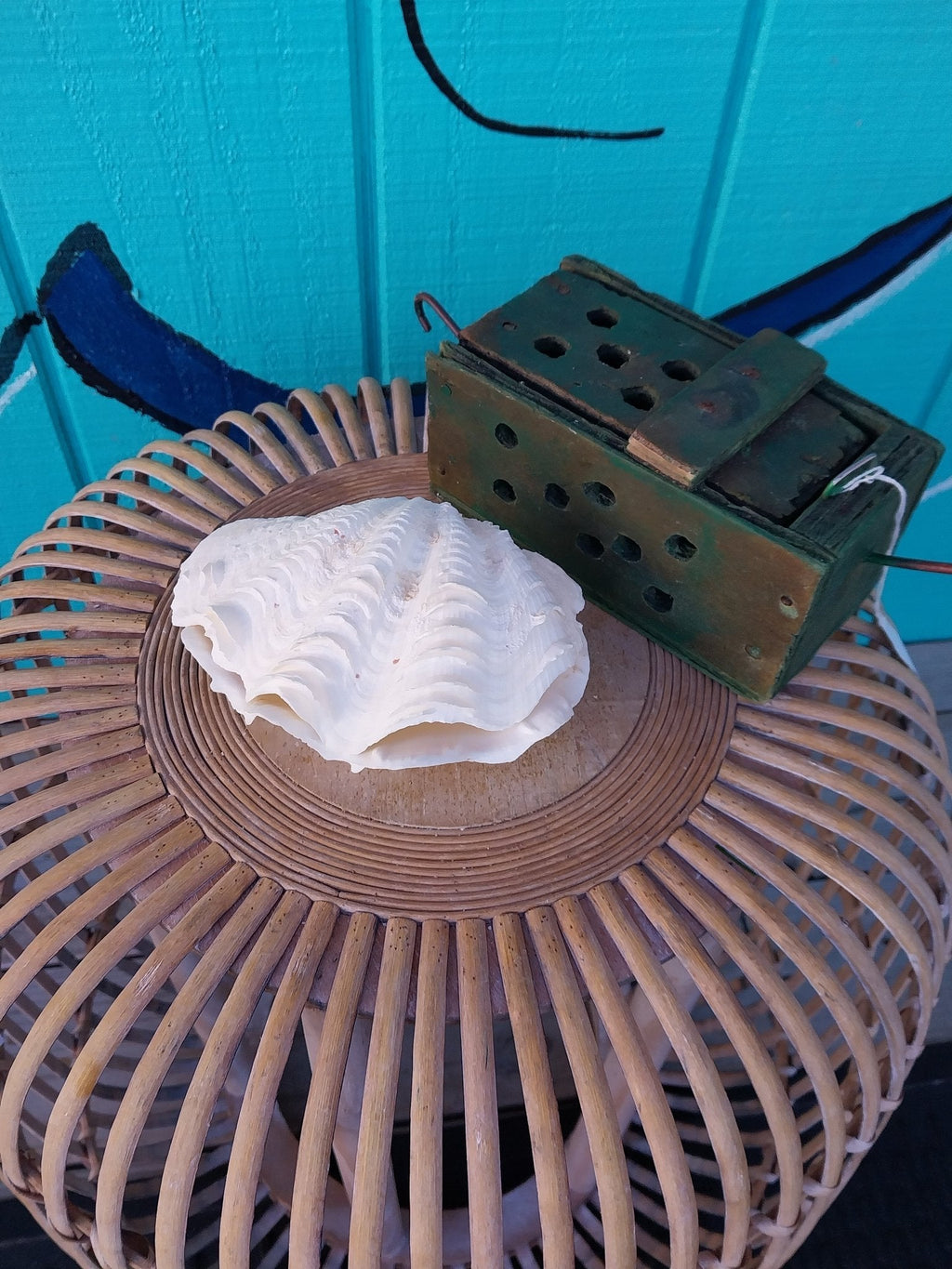 Derasa Clam Pairs
