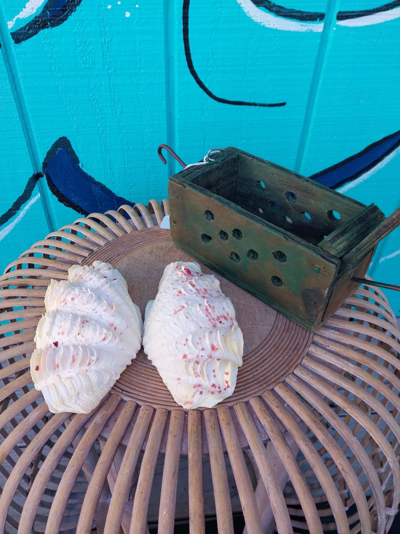 Derasa Clam Pairs