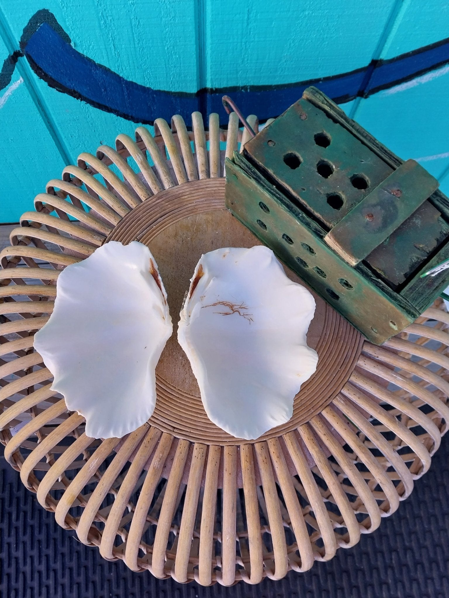 Derasa Clam Pairs