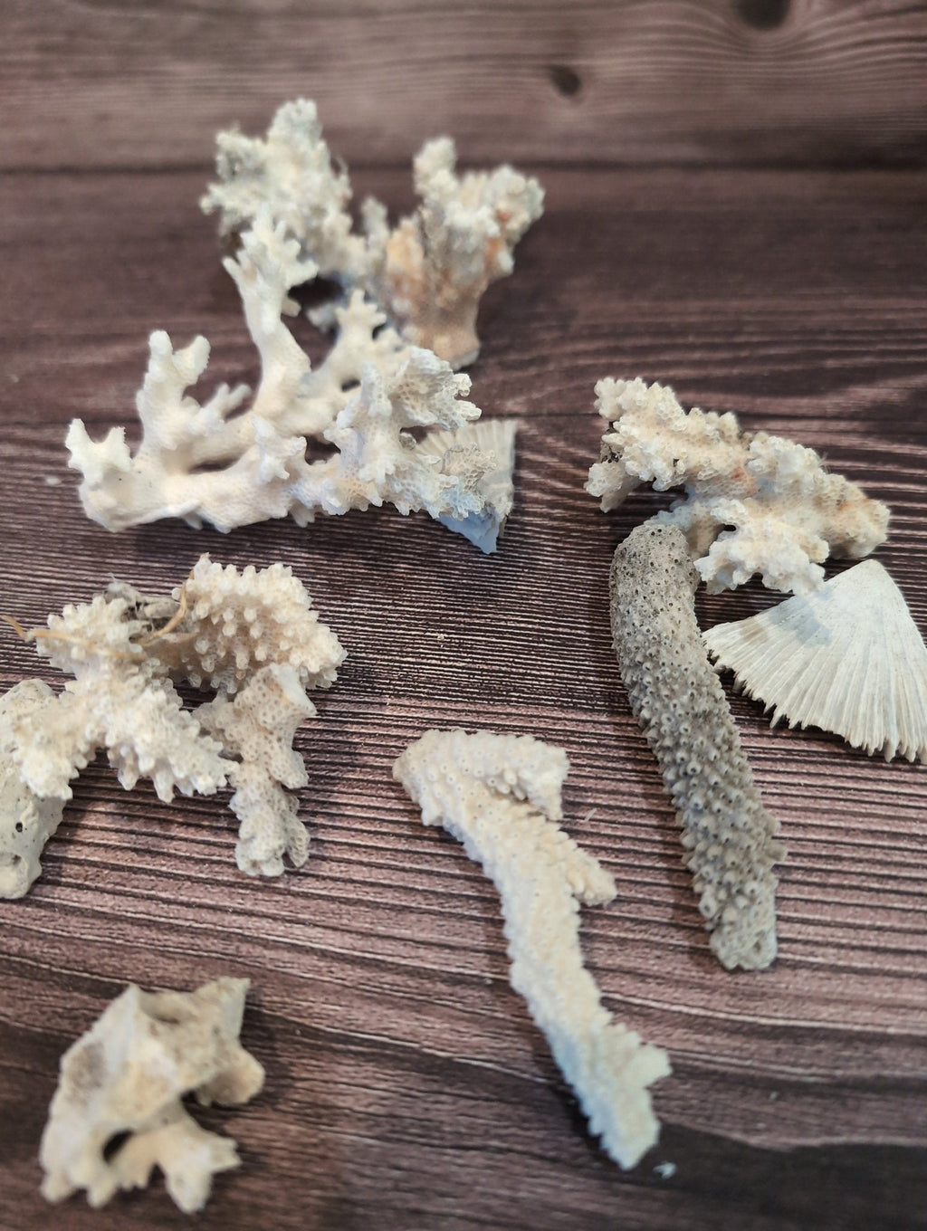 DIRTY Unbleached- Mixed White Coral Pieces Crafting Assortment- Broken Scrap Lot
