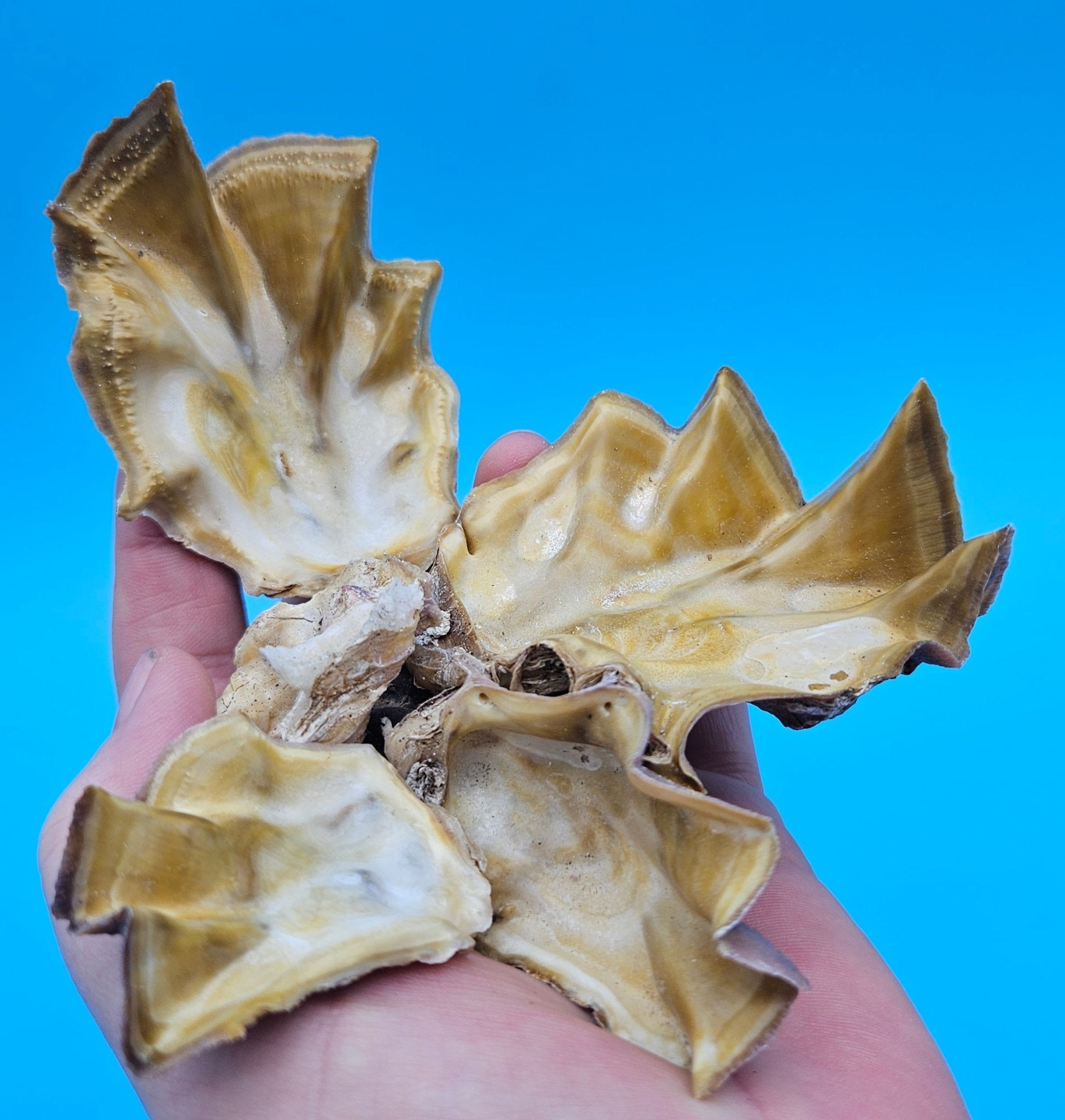 Double Cockscomb (Zigzag) Oyster – Lopha cristagalli 4"
