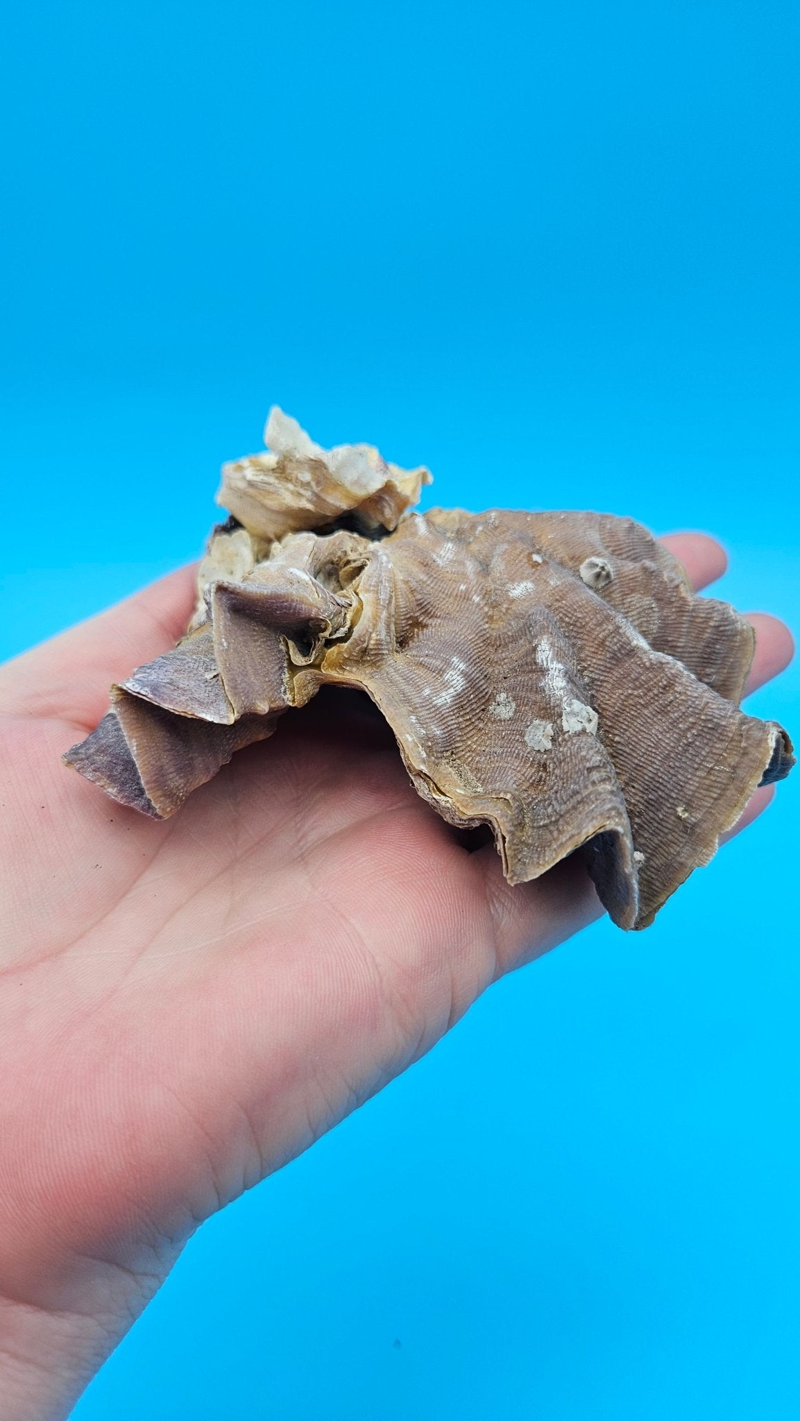 Double Cockscomb (Zigzag) Oyster – Lopha cristagalli 4"