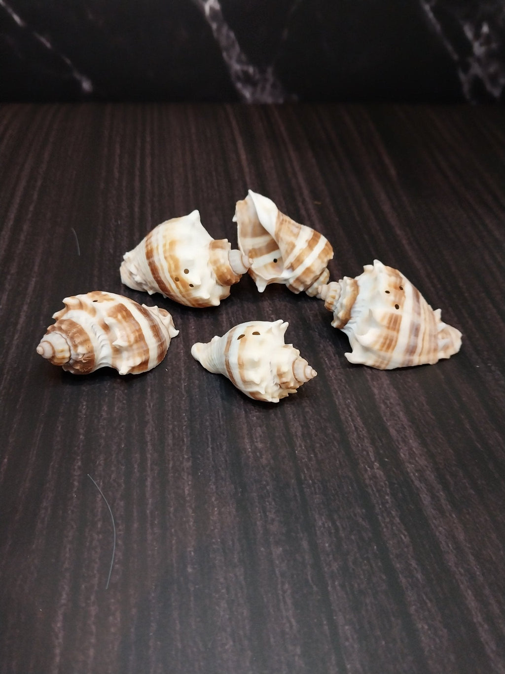 Drilled Florida Crown Conch (Melongena Corona)