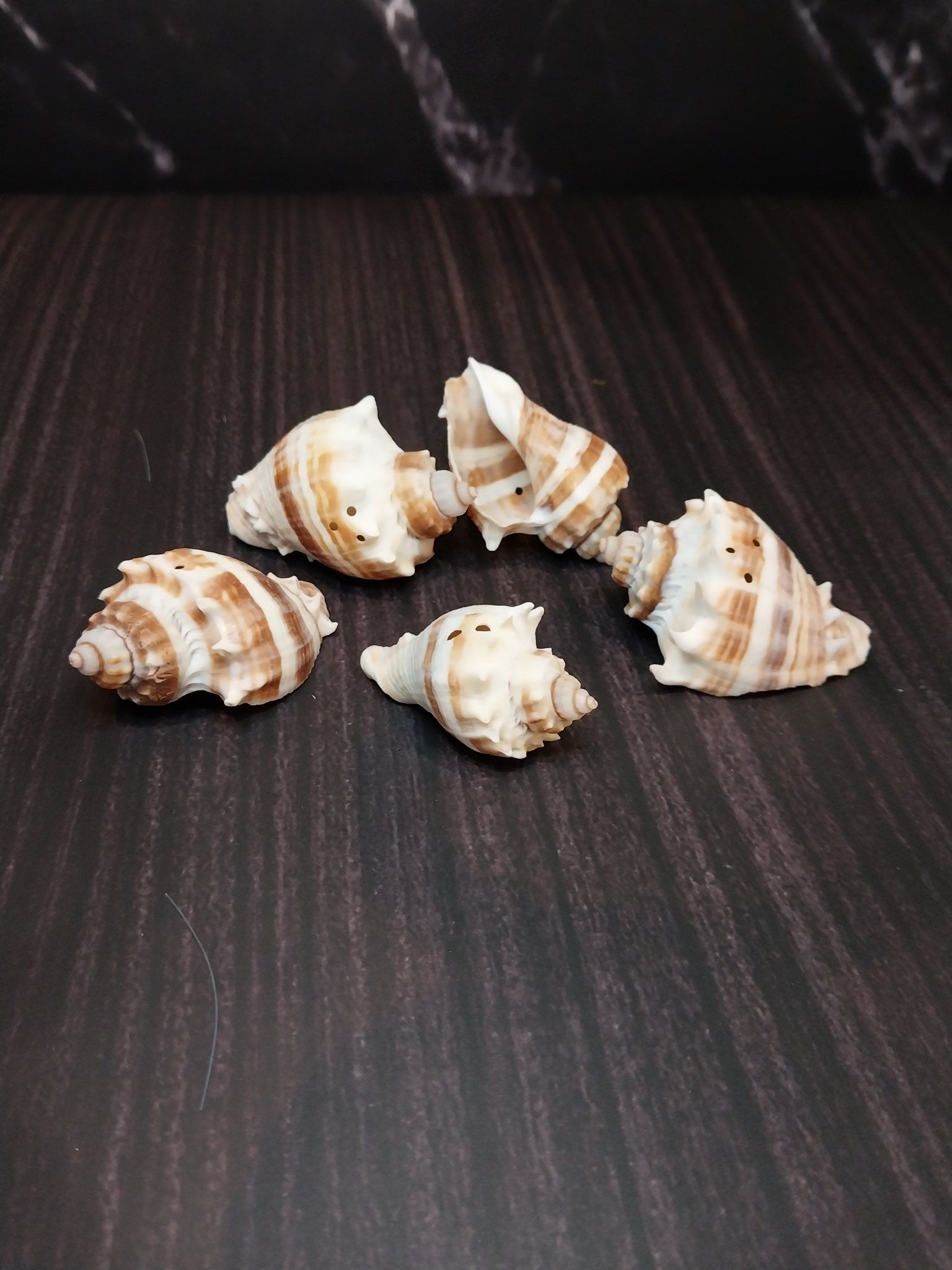 Drilled Florida Crown Conch (Melongena Corona)