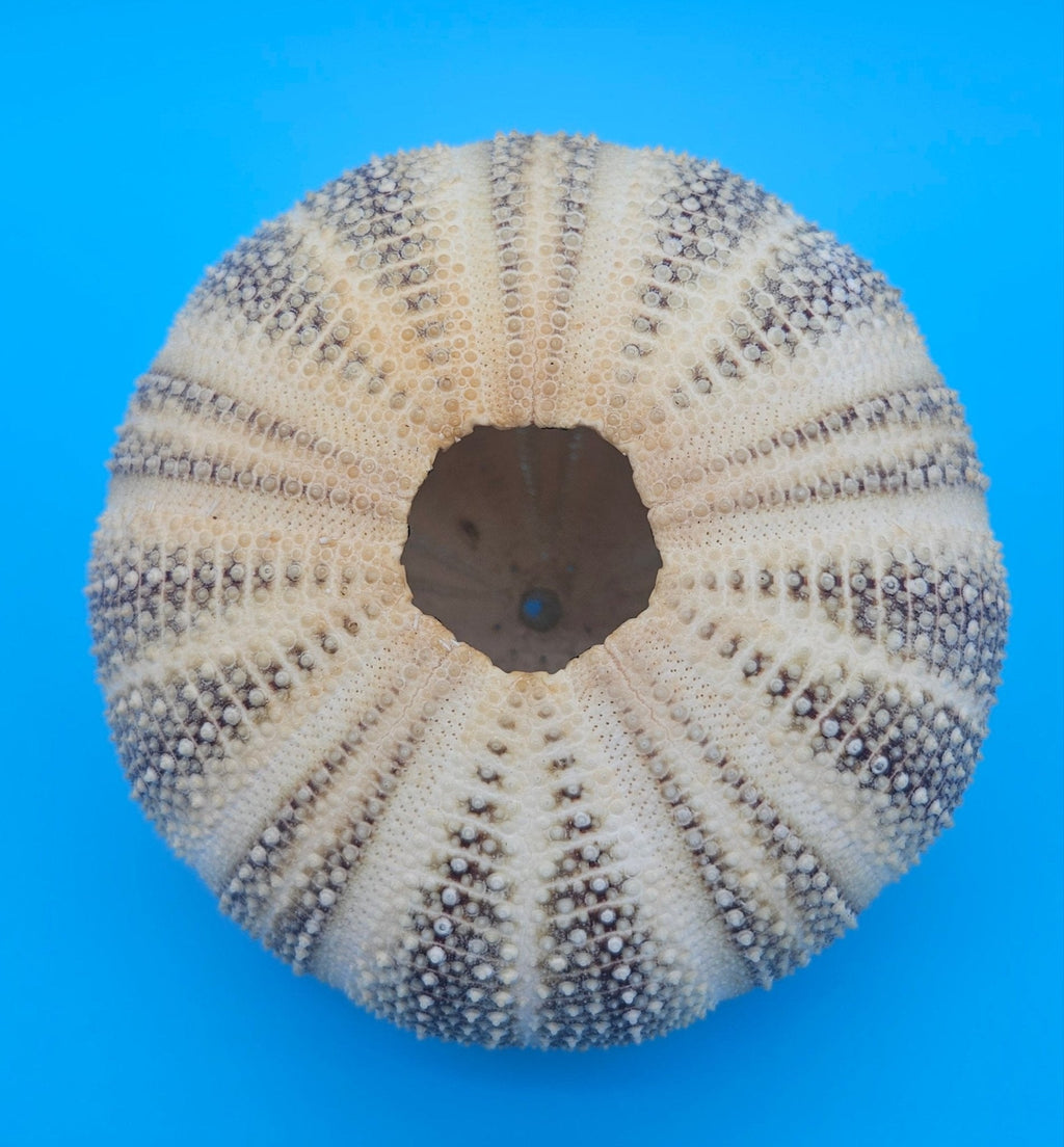 English Channel Urchin Shell – 5"x4" Coastal Display Piece