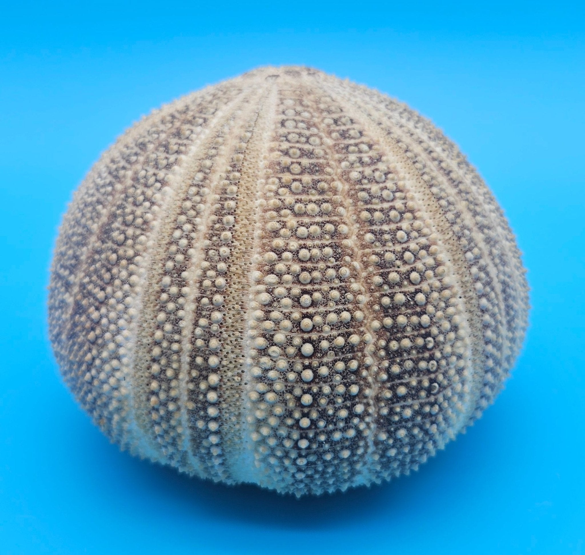 English Channel Urchin Shell – 5"x4" Coastal Display Piece
